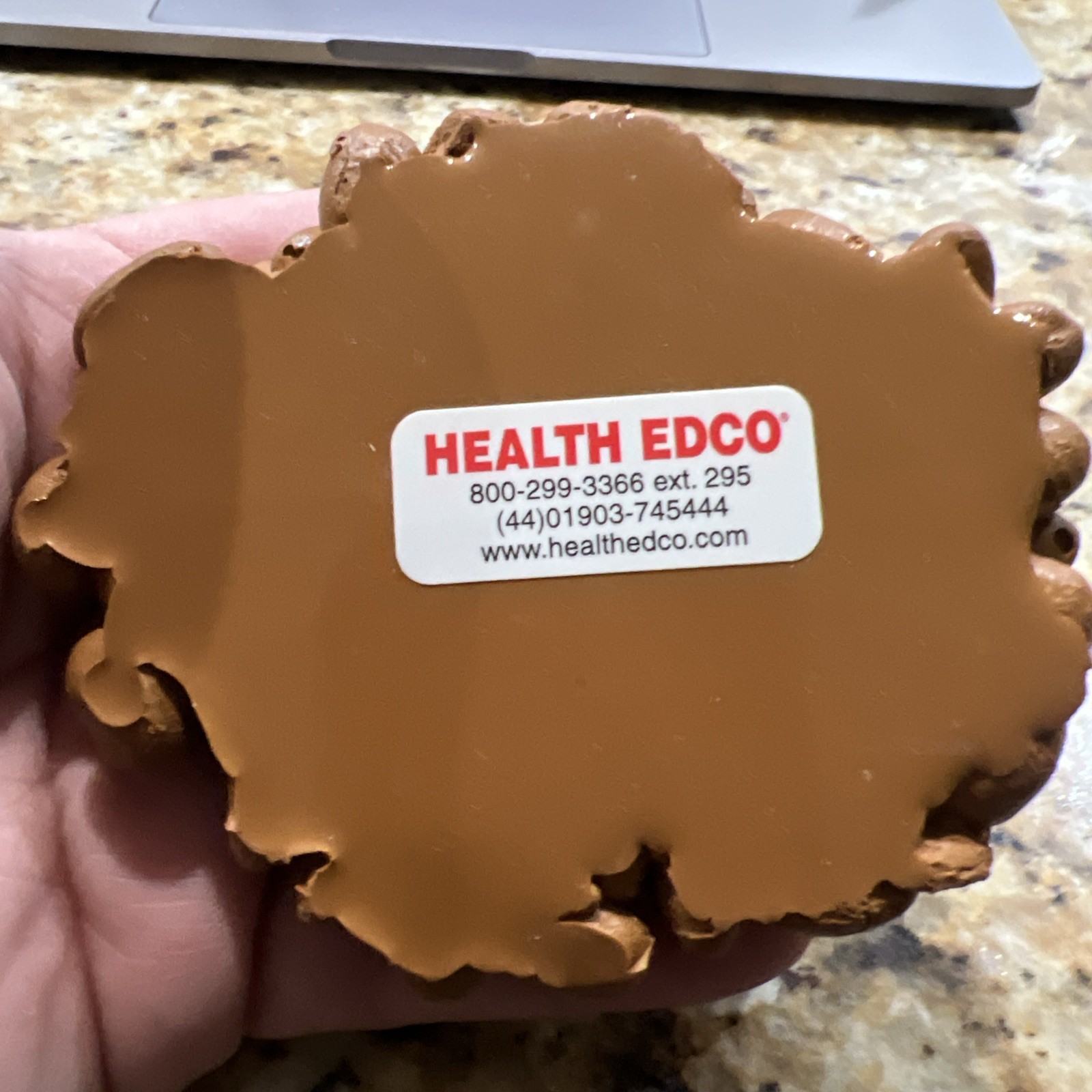 HEALTH EDCO FAUX FOOD LOOSE COFFEE BEANS EDUCATIONAL PROP DISPLAY FREE SHIP